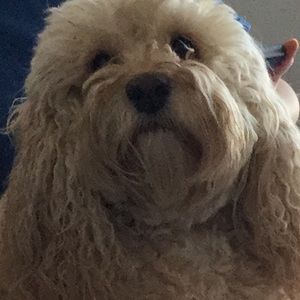 Meet your Posher, Reagan